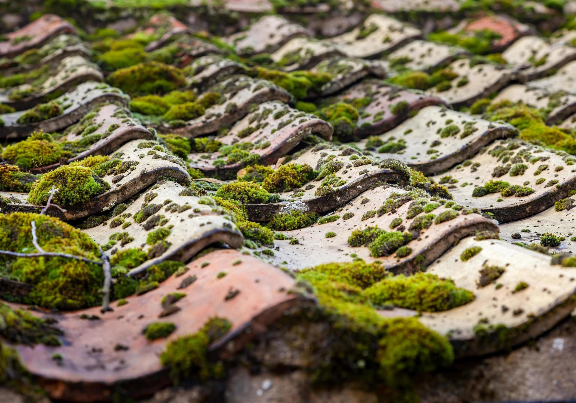 How to remove lichen from a roof Purewater Roof Cleaning
